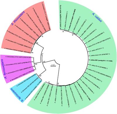 Gene Turnover Contributes to the Evolutionary Adaptation of Acidithiobacillus caldus: Insights from Comparative Genomics